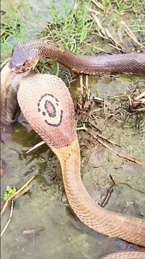 Two King Cobras Clash Over a Single Prey | Intense Wildlife Battle #snakelovers #naturelovers
