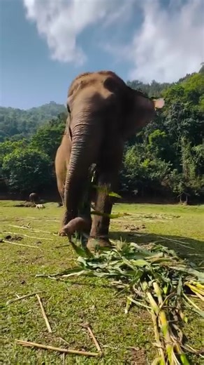 Just another day in snack paradise ! 🍃 And at Elephant Highlands in northern Thailand you can experience it in person! Observation only is key to an ethical sanctuary and elephant sanctuary you can book this fabulous project and many others. How do you while away the day? 🐘🌳 #saveelephantfoundation #ethicalsanctuary #rescueelephants #donatetosave