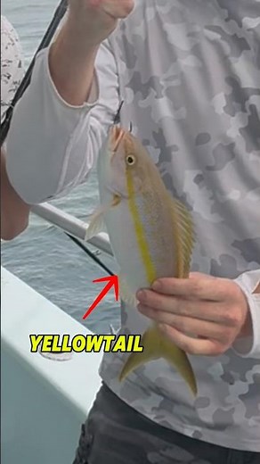 Eating Raw Yellowtail! Is it good?