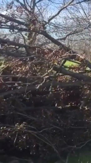 Tractor pulling broken tree limb