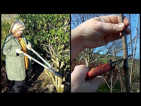 Easy Sambucus / Elder Pruning - annual prune & rejuvenating pruning