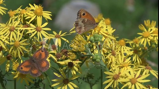 Gatekeeper butterfly (Pyronia tithonus) female feeding on Ragwort flowers (Senecio jacobaea) while a male flutters its wings before flying off. August, Kent, UK [Slow motion x5]