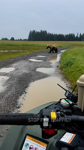 Alaskan traffic jam #alaska #bears #wildlife #brownbear #wilderness #nationalparks #exploremore #foryoupagereels | Arthur Lefo Wildlife