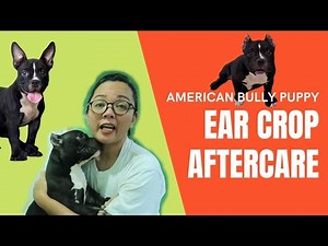 American Bully Puppies - Ear Cropping, Care, Healing Time and Surgery Price