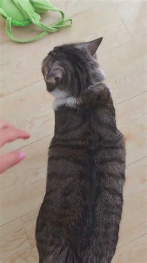 Ultimate Guide: Walking Your Cat Like a Pro