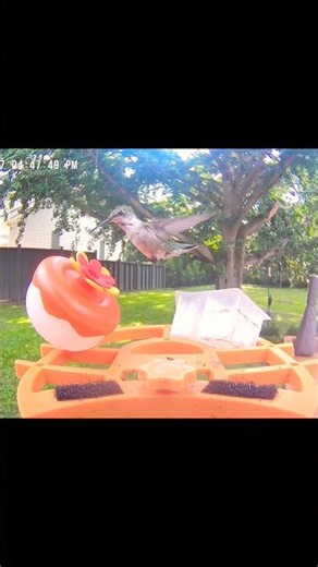 Most Beautiful Ruby Throated Hummingbird Chirps with Excitement Exploring for Sugar Water ❤️
