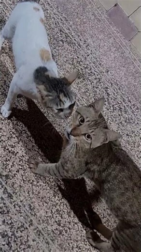 Romance With Baby Bachchi With Sneezing #Shorts #CatRomance #CatSneezing