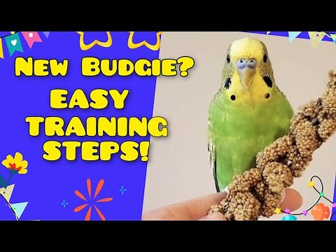Budgie Training To Step On Your Finger | Budgie Training | Train Your Budgie
