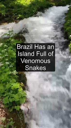 Brazil Has an Island Full of Venomous Snakes