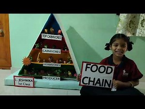 Food chain project work......