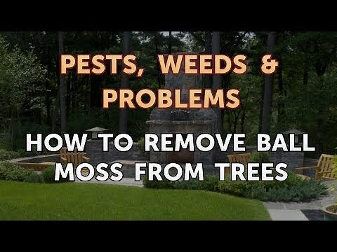 How to Remove Ball Moss From Trees
