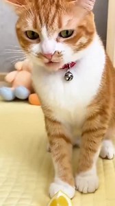 1.8K views · 6.7K reactions | monyet lucu, kucing kepedasan, prank monyet, aksi hewan lucu, mie pedas, monyet dan kucing, video hewan kocak, prank hewan, komedi hewan, tingkah kocak #reels #jangksuanluas #monyetdankucing | Adi Bah | Facebook