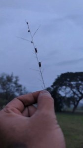 11K views · 605 reactions | From normal to unbelievable in seconds Image stacked (10 frames Zerene Stacker) Alive, wild and free ...in Situ #macro_dix #reelsvideoシ #fypシ゚ #insects #nature #photography #akdiffuser #godoxlighting #naturelovers #omsystem #bees | Dix Balino | Facebook