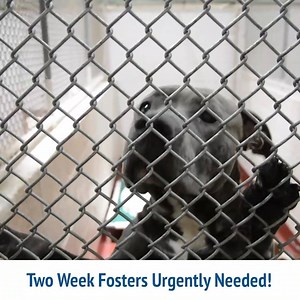 URGENT! OUT OF SPACE! We have over 300 dogs currently at our shelter who need your help. We are desperately in need of two week fosters or adopters for our medium and large dogs. To foster, visit Fulton Animal Services at 860 Marietta Blvd. in Atlanta, GA or visit LifeLineAnimal.org/how-to-help/volunteer/foster. | Fulton County Animal Services