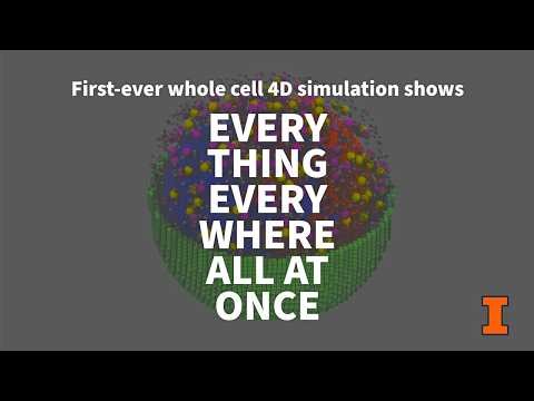 First-ever whole cell 4D simulation shows everything everywhere all at once