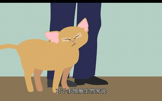 细胞周期&Cyclin与CDKs六分钟速记动画