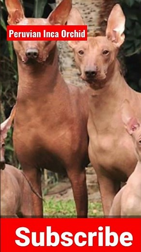 Peruvian Inca Orchid #hairless #dog #breed #hypoallergenicdogs