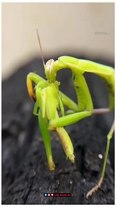 49 reactions | European Mantis Nature’s Praying Predator | अपने शिकार को मारता नहीं जिंदा ही खा जाता है #reelsvideoシ #reelsfbシ #facts | Sonu Kumar | Facebook