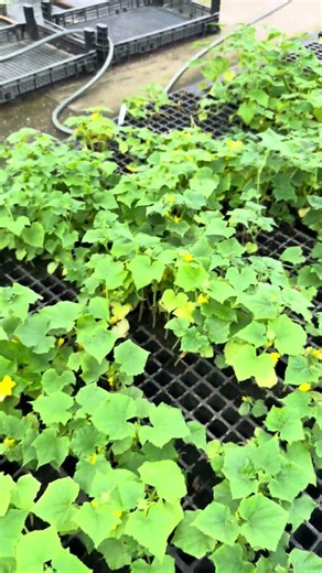 Chrysanthemum seedlings. Vegetable and flower seedlings.