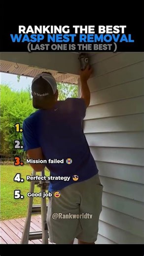 Ranking the Best Wasp Nest Removal