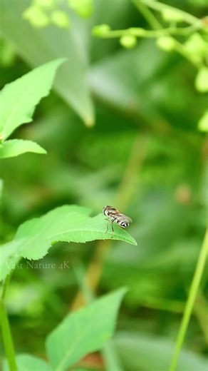 flowers and Valentine's Day 🌼 #nature #foryou #naturephotography #bee