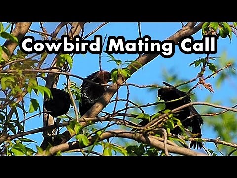 Brown-headed Cowbird Mating Call - Spreading Out Their Wings - Bird Sounds And Calls - Bird Voice