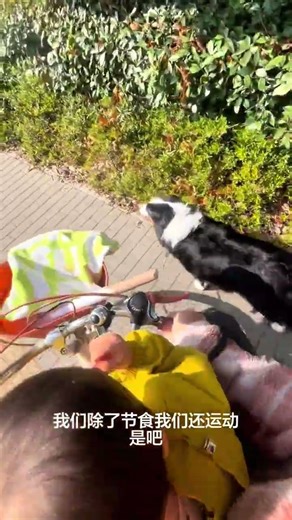 My Ears Lost Half a Pound! Fat Dog's Weight Loss Journey