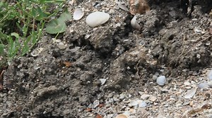 Sceliphron spirifex is a species of sphecid wasp on sandy-clay shore