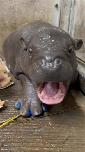Fat Baby Pygmy Hippo Takes a Nap: Adorable Artwork Creation