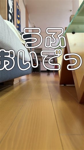 うふ、おいで！ #アメリカンコッカースパニエル