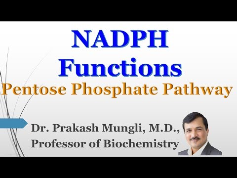 LECTURE II Pentose Phosphate Pathway II NADPH Functions II NADPH Oxidase II Dr Prakash Mungli
