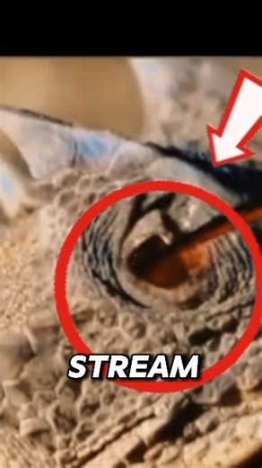 A type of Lizard that shoots blood from its own eyes?🦎👀 #logicloop #hornedlizard #didyouknow #viral