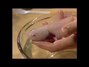 Meet the Axolotl
