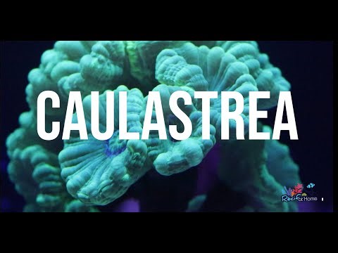 Un corail facile pour débuter - Caulastrea