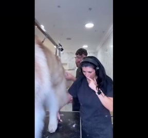 Malamute accidentally strikes groomer during grooming session in Birmingham, UK