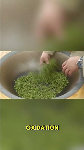 Green Tea vs Black Tea: What’s the REAL Difference?