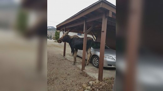 Moose found dead in Kelowna yard
