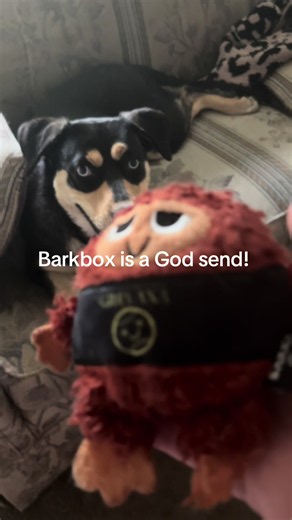 Thinking about checking out Barkbox for your pup? This is Delylah’s favorite toy! Durable, tough and oh so strong, Barkbox delivers quality toys and treats every month to your door. We love it and it’s been a game changer. She is content, occupied and happy…❤️#barkbox #dogsoftiktok #delylahizabelleraye #woof #catahoulasoftiktok