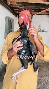 Call&whats03177411944#2025reelsviralシfywhats ralシ #Babar #AseelFarm #Mianwali #foryouシpag #foryouシpage #aseelmurgha | Babar Aseel Farm Mianwali