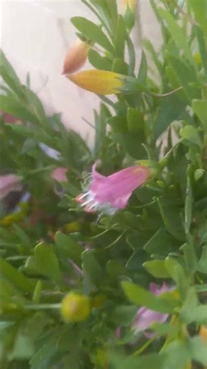 FAIRY FLOSS EMU BUSH AUSTRALLAN OUTBACK PLANTS IS A DROUGHT TOLERANCE LOVE SUN ☀