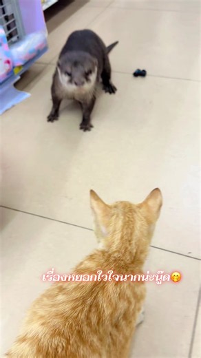 มาหาเพื่อนอีกแลวคืนนี่ 🤭 #เจ้านากน้อย #สัตว์โลกน่ารัก #ผู้ช่วยตัวน้อย
