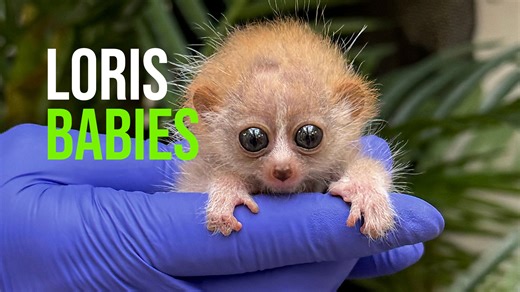 For the first time, the Smithsonian’s National Zoo and Conservation Biology Institute (NZCBI) is celebrating the birth of two pygmy slow lorises, an endangered species. Small Mammal House keepers reported for duty the morning of March 21 and observed that 3-year-old mother Naga had given birth overnight and was caring for two infants. She and the babies’ 2-year-old father, Pabu, received a recommendation to breed from the Association of Zoos and Aquariums’ Species Survival Plan (SSP). These babi