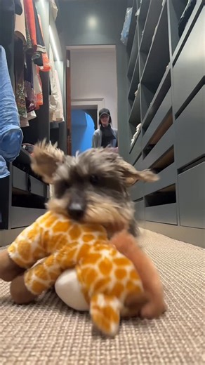 Stan the hot dawg on Instagram: "Stan vs stuffed giraffe 🦒 . #dog #dogs #dachshund #puppy #dogstagram"