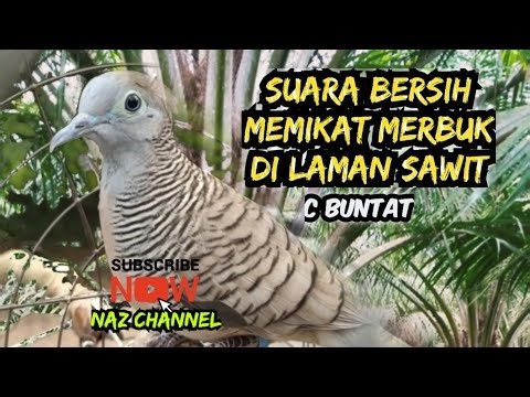 ▶️SUARA PERKUTUT MERBUK KOCAK DI LAMAN SAWIT_ C buntat
