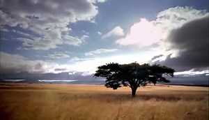 (Premieres Sunday, February 21) Alligators were once the undisputed reptile kings of the Everglades. But who would win a battle now — alligator or python? It all depends on which one is bigger. More info: http://ow.ly/13yl0 | Nature | PBS