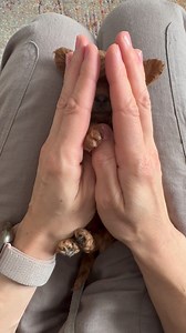 3.7M views · 31K reactions | Tiniest red curly haired 4.5 weeks old Maltipoo Puppy❤️ #maltipoo #maltipoodle #maltipoos #maltipoosofinstagram #maltipoopuppy #maltipoolove #cutestpuppy #cutestdogs #cutestdogsever #dogslife #bestfriend #bestfriendsforever #dog #dogsofinsta #dogsofig #puppies #puppiesofinstagram #fluffypuppy #fluffypuppies #doodlepuppy #doodlepup #cutestdoodles #doodlelove #doodleoftheday #puppyoftheday | MLA Pets - My Little Angels | Facebook