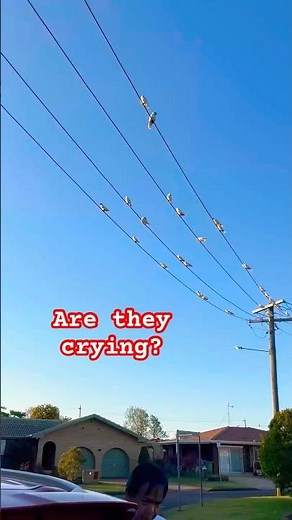 Are these birds crying? What type of birds are they? #randomsounds #animalsounds #funnyanimals