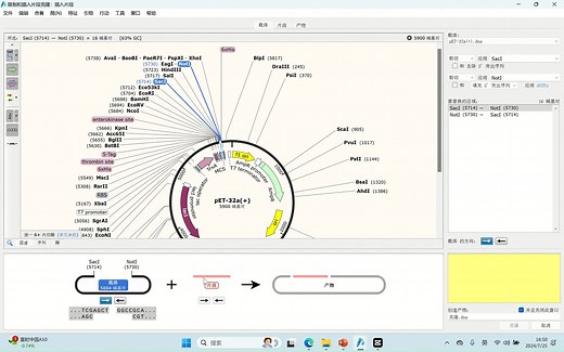 小白 | 使用Snapgene构建双酶切重组质粒