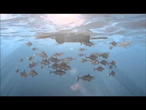Overfishing Documentary