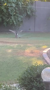 545K views · 10K reactions | You think YOU know how to stay cool? We could all take a hint from this video of an intimidatingly large owl enjoying a sprinkler in the back yard. Thanks to Gerald Ruane for sending it in!! David Karnes 3 | Local 3 Weather | Facebook